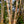 Load image into Gallery viewer, River Birch - Birch - Shade Trees