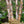 Load image into Gallery viewer, River Birch - Birch - Shade Trees