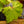 Load image into Gallery viewer, River Nile Begonia