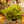Load image into Gallery viewer, River Nile Begonia