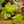 Load image into Gallery viewer, River Nile Begonia