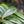 Load image into Gallery viewer, River Queen Holly - Holly - Hollies