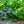 Load image into Gallery viewer, River's Purple European Beech - Beech - Shade Trees