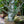 Load image into Gallery viewer, River's Purple European Beech - Beech - Shade Trees