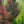 Load image into Gallery viewer, River's Purple European Beech - Beech - Shade Trees
