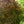 Load image into Gallery viewer, River's Purple European Beech - Beech - Shade Trees