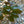Load image into Gallery viewer, River's Purple European Beech - Beech - Shade Trees