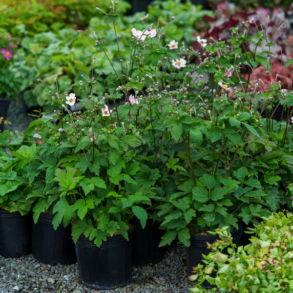 Robustissima Anemone