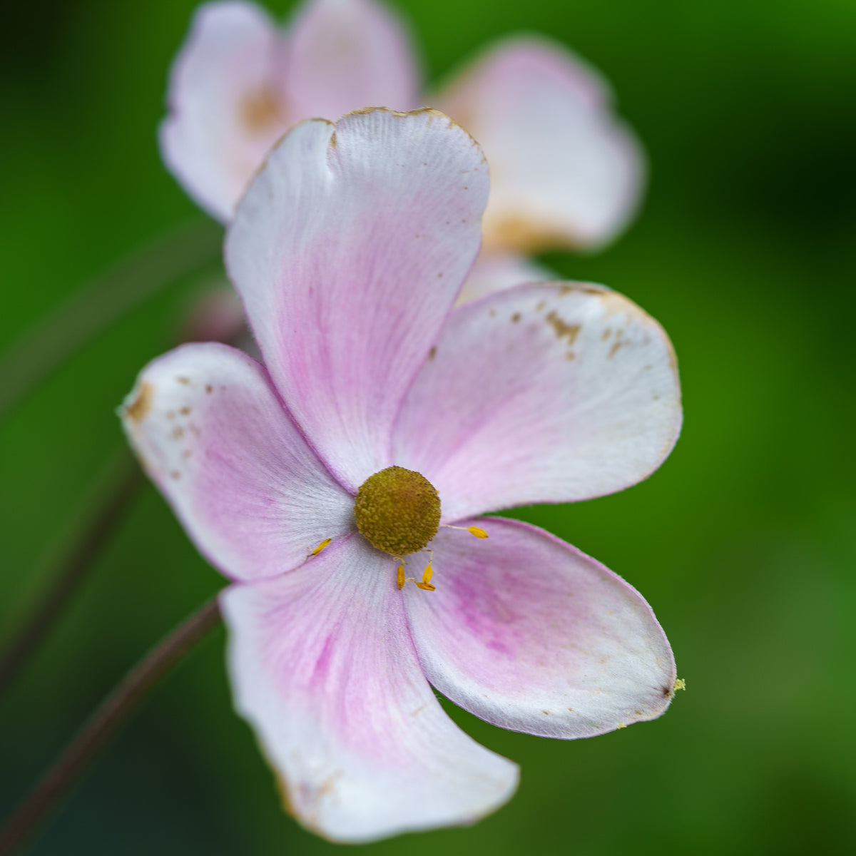 Robustissima Anemone – Plant Detectives
