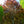 Load image into Gallery viewer, Rohan Purple Beech - Beech - Shade Trees