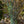 Load image into Gallery viewer, Rohan Purple Beech - Beech - Shade Trees