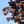 Load image into Gallery viewer, Rohan Purple Beech - Beech - Shade Trees