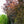 Load image into Gallery viewer, Rohan Purple Beech - Beech - Shade Trees