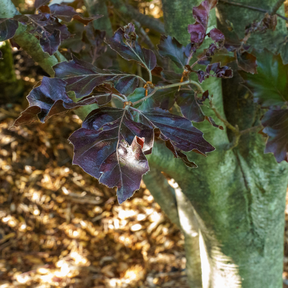 Rohanii European Beech – Plant Detectives