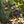 Load image into Gallery viewer, Rohan Purple Beech - Beech - Shade Trees