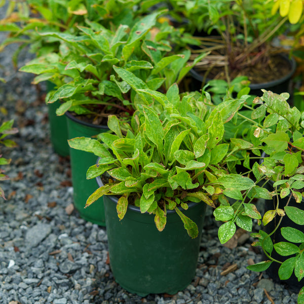 Rolly's Favorite Catchfly