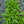 Load image into Gallery viewer, Rolly's Favorite Catchfly
