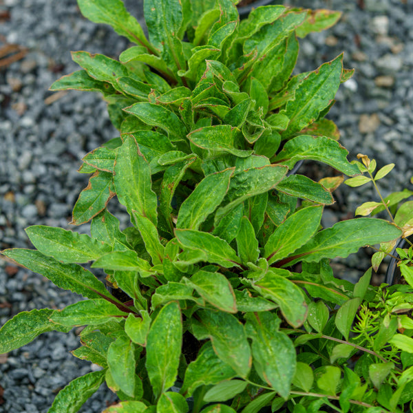 Rolly's Favorite Catchfly