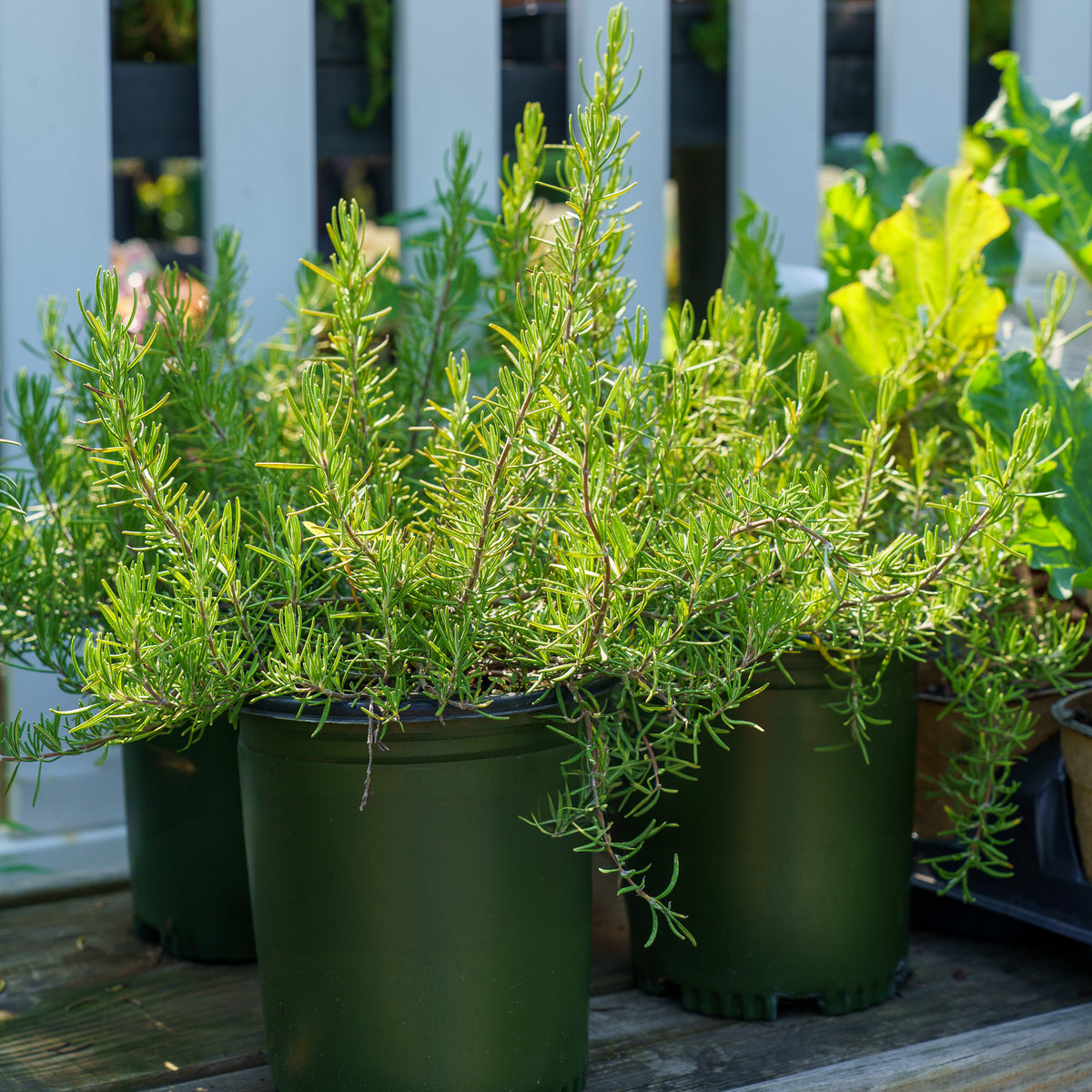indoor rosemary plant near me Roman Beauty Rosemary – Plant Detectives
