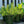 Load image into Gallery viewer, Roman Beauty Rosemary