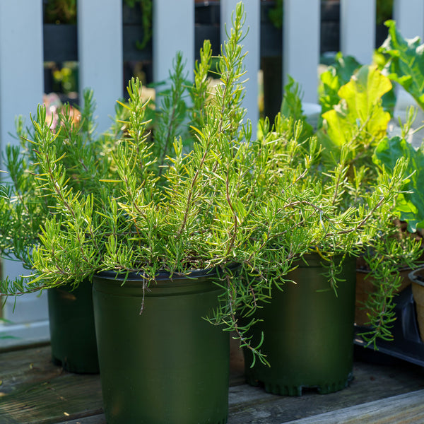 Roman Beauty Rosemary