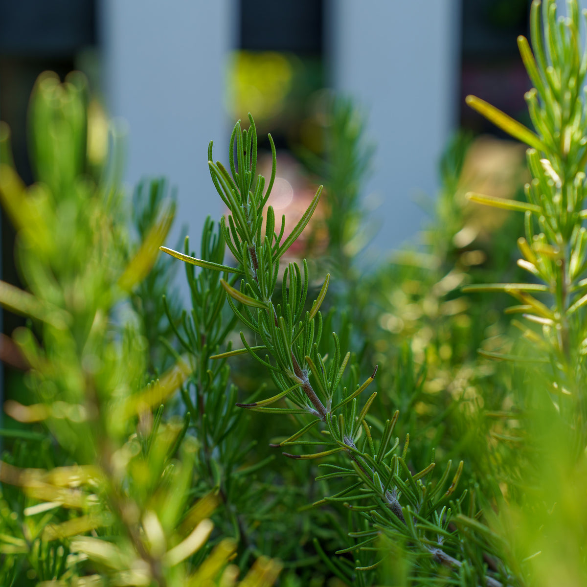 Roman Beauty Rosemary – Plant Detectives