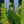Load image into Gallery viewer, Roman Beauty Rosemary