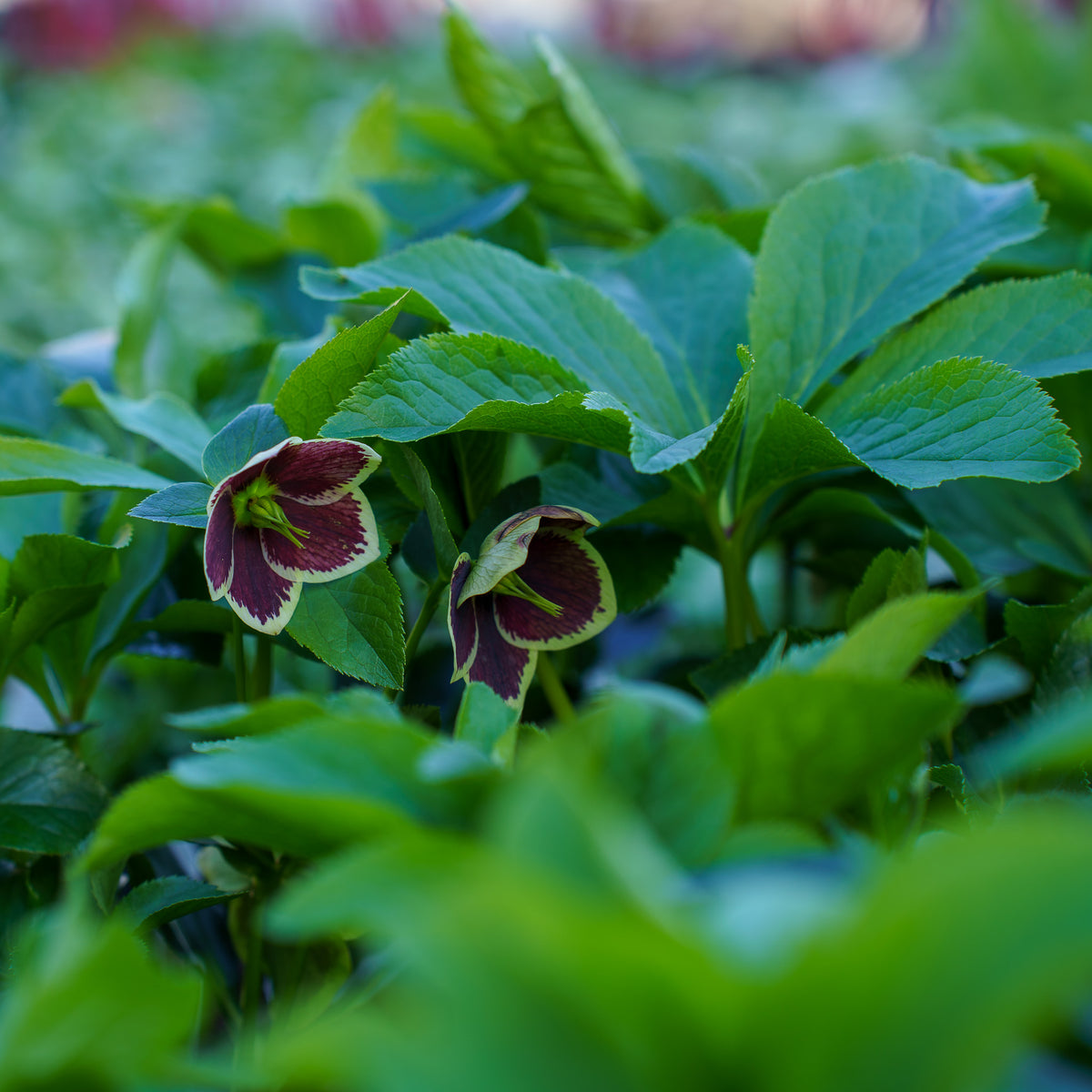 Romantic Getaway Lenten Rose – Plant Detectives