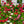 Load image into Gallery viewer, Rominette English Daisy