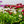 Load image into Gallery viewer, Rominette English Daisy