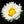 Load image into Gallery viewer, Rominette English Daisy
