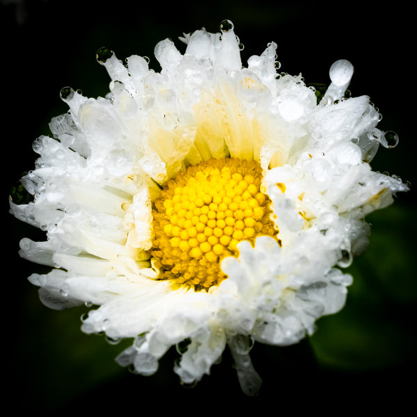 Rominette English Daisy