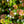Load image into Gallery viewer, Rose Creek Abelia