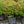 Load image into Gallery viewer, Rose Creek Abelia