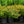 Load image into Gallery viewer, Rose Creek Abelia