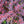 Load image into Gallery viewer, Rose Glow Japanese Barberry - Barberry - Shrubs