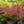 Load image into Gallery viewer, Rose Glow Japanese Barberry - Barberry - Shrubs