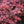 Load image into Gallery viewer, Rose Glow Barberry
