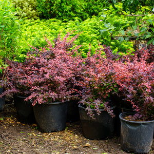 Rose Glow Barberry