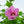 Load image into Gallery viewer, Rose Moon Rose of Sharon