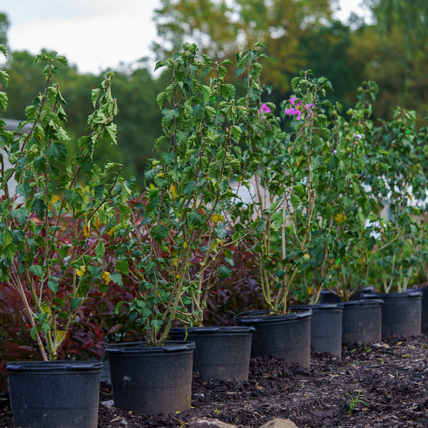Rose Moon Rose of Sharon