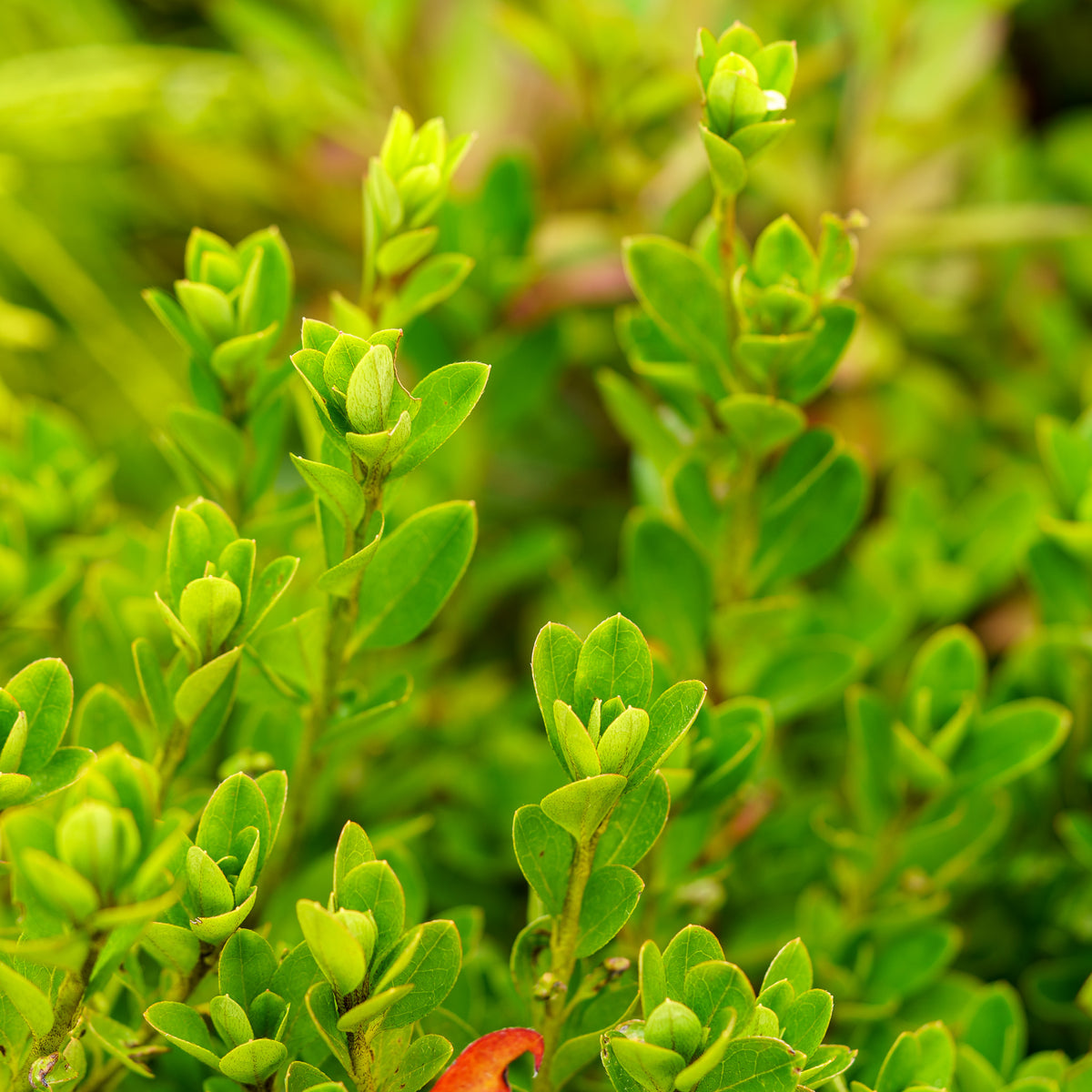 Rosebud Azalea – Plant Detectives Rosebud Azalea – Plant Detectives