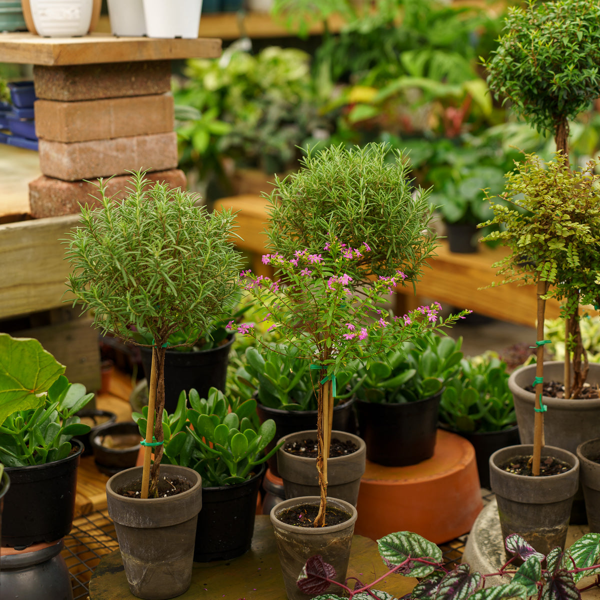 topiary house plants Rosemary Topiary – Plant Detectives