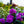 Load image into Gallery viewer, Roseum Elegans Rhododendron - Rhdodendron - Shrubs