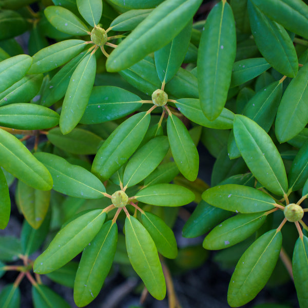 Roseum Elegans Rhododendron