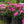 Load image into Gallery viewer, Roseum Elegans Rhododendron - Rhdodendron - Shrubs