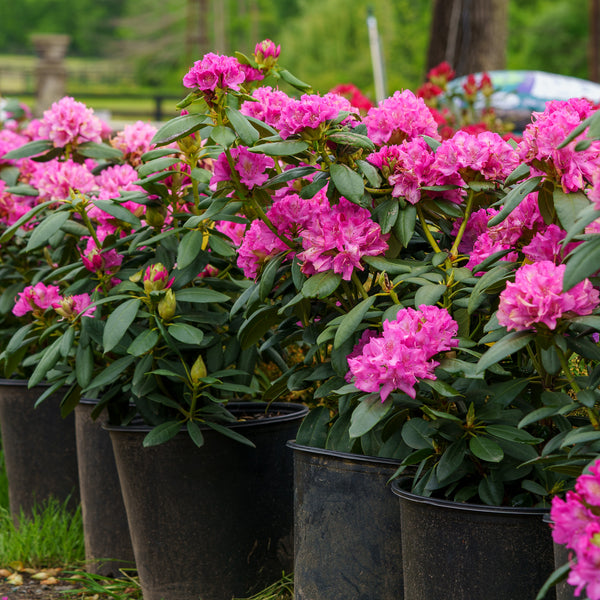 Roseum Elegans Rhododendron - Rhdodendron - Shrubs