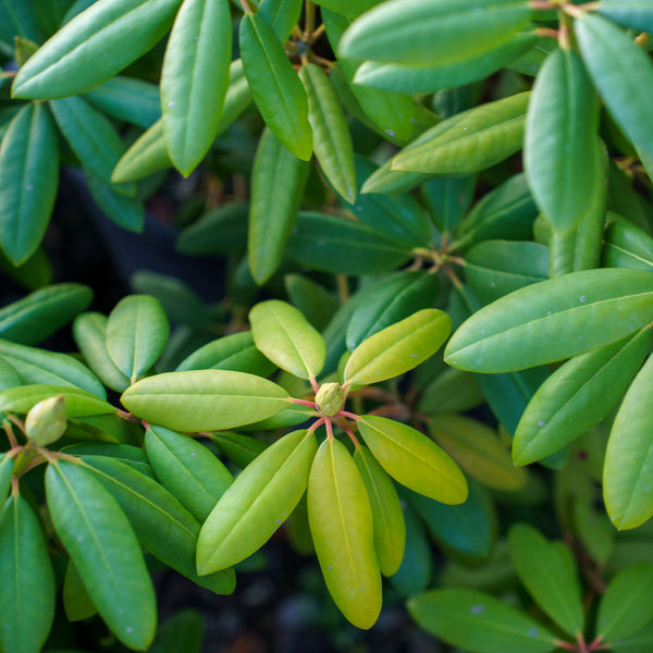 Roseum Elegans Rhododendron
