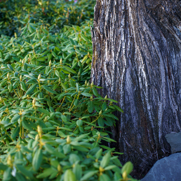 Roseum Elegans Rhododendron