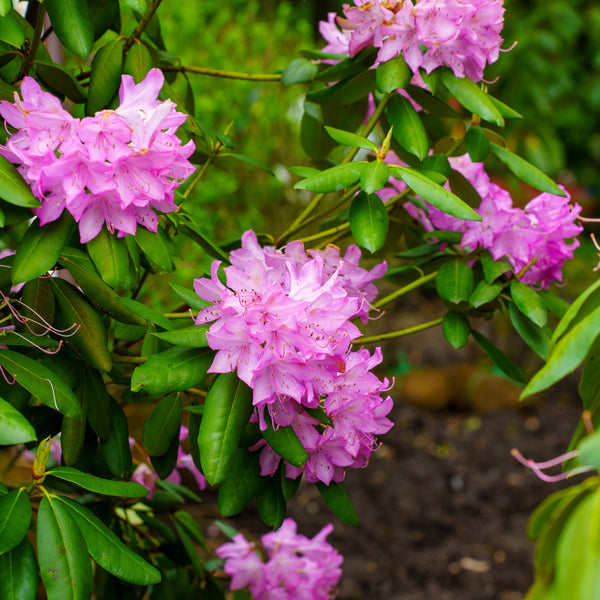 Roseum Elegans Rhododendron